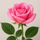 صورة خلود السفياني